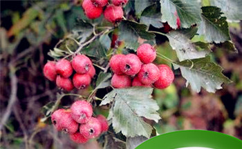 神秘十字纹的女性 有十字纹是前世修行吗插图