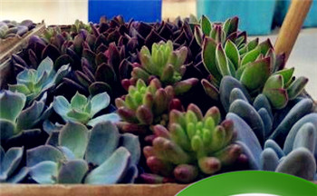 2023年烂桃花必纠缠的生肖男 情感纠葛很多!插图 2023年烂桃花必纠缠的生肖男 情感纠葛很多!插图