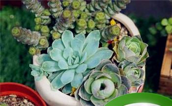 注定嫁大款的生肖女 属鸡属猪属羊插图