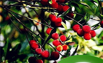 八字金多是富贵八字吗?八字金多代表什么插图 八字金多是富贵八字吗?八字金多代表什么插图