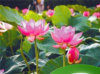 大海水命女人最佳婚配 女人财运很好插图 大海水命女人最佳婚配 女人财运很好插图