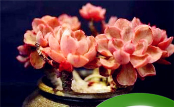 摆脱单身并招桃花运的风水知识插图 摆脱单身并招桃花运的风水知识插图