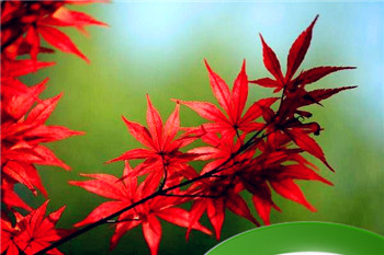 年柱纳音五行婚配 八字合婚算命的几种方法插图 年柱纳音五行婚配 八字合婚算命的几种方法插图