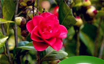 不思进取的八字命理特征有什么 什么是不思进取八字插图 不思进取的八字命理特征有什么 什么是不思进取八字插图