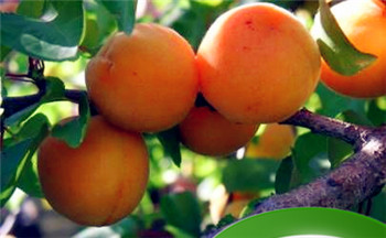 黑猫跑到家里来寓意 财运会有所上升插图 黑猫跑到家里来寓意 财运会有所上升插图