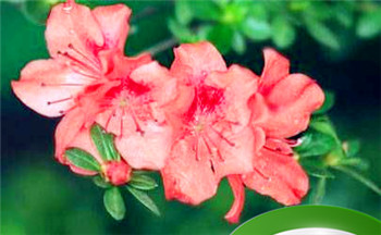 卯时和辰时八字合不合 两个人八字比较匹配插图 卯时和辰时八字合不合 两个人八字比较匹配插图