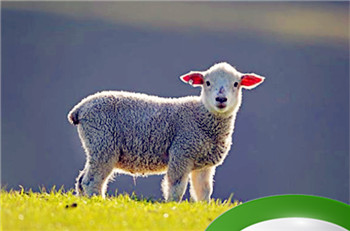 贤才君子是什么生肖 贤人君子解一生肖插图