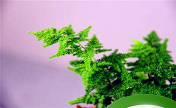 金扫帚命好吗 注意事项插图