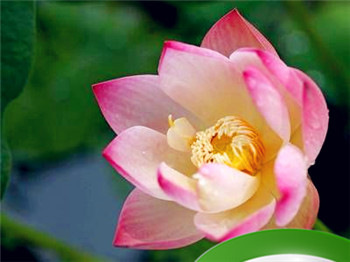 女人下巴兜大富大贵 下巴兜的女性是贤妻良母插图 女人下巴兜大富大贵 下巴兜的女性是贤妻良母插图