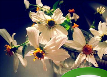 伤官庚子一定婚姻不顺吗 庚子日主伤官不代表无姻缘插图 伤官庚子一定婚姻不顺吗 庚子日主伤官不代表无姻缘插图