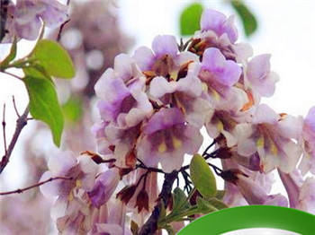 命理合婚什么意思 男女大运不同步插图