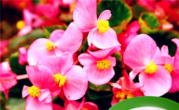 女性耳甲腔长痣好不好 最容易被甩的手相特征是什么插图 女性耳甲腔长痣好不好 最容易被甩的手相特征是什么插图