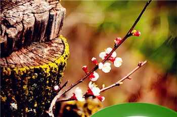 草木逢春猜一生肖 草木逢春是什么生肖最佳插图 草木逢春猜一生肖 草木逢春是什么生肖最佳插图