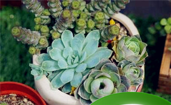 梦见狼但没伤我是凶兆吉兆插图 梦见狼但没伤我是凶兆吉兆插图