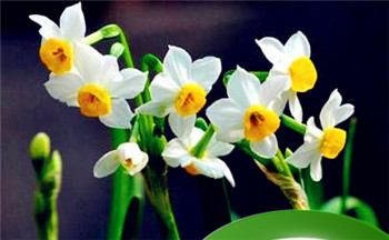 八字食伤泄秀无财巨富 食伤泄秀是什么插图 八字食伤泄秀无财巨富 食伤泄秀是什么插图