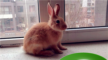 2024年属兔财运与感情运势如何插图