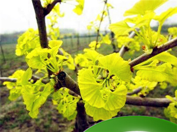 八字是有财还是败财的命理案例 八字算有财案例插图 八字是有财还是败财的命理案例 八字算有财案例插图