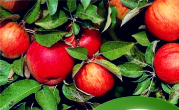 属鸡在脖子上戴什么好 属鸡的人可以戴玉的吊坠吗插图 属鸡在脖子上戴什么好 属鸡的人可以戴玉的吊坠吗插图