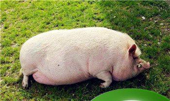 2024年生肖猪大难已过 2024年属猪终于转运了插图 2024年生肖猪大难已过 2024年属猪终于转运了插图