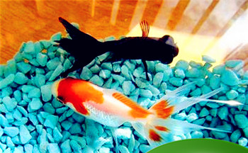 天河水缺什么如何插图 天河水缺什么如何插图