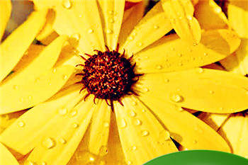 哪种花适合在家中养 家里养什么花比较旺财又好养插图 哪种花适合在家中养 家里养什么花比较旺财又好养插图