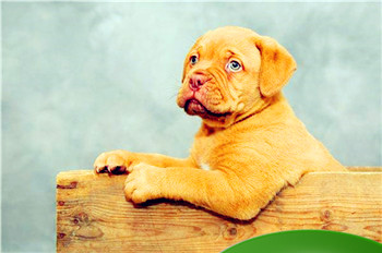 属狗2024年有三喜:事业腾飞、爱情甜蜜、财富丰盈插图 属狗2024年有三喜:事业腾飞、爱情甜蜜、财富丰盈插图