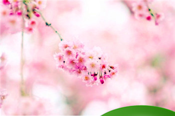 耳朵面相解析 耳朵面相查病插图