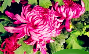 龙年是哪一年 属龙人的命运好不好插图 龙年是哪一年 属龙人的命运好不好插图