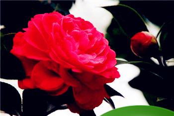 石榴木命五行缺什么怎么算 石榴木命好不好有什么喜忌插图 石榴木命五行缺什么怎么算 石榴木命好不好有什么喜忌插图