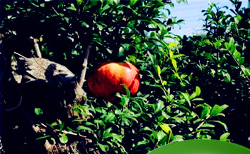 2023年农历正月二十八这天出生八字是什么插图 2023年农历正月二十八这天出生八字是什么插图