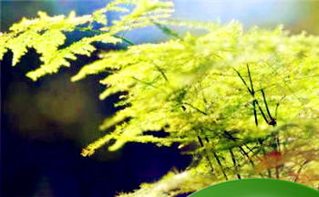 2023几月出生不克父母 农历六月为富贵之命可一帆风顺插图 2023几月出生不克父母 农历六月为富贵之命可一帆风顺插图