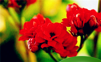 石榴木命适合做什么生意 石榴木命的财运怎么样插图 石榴木命适合做什么生意 石榴木命的财运怎么样插图