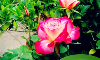 女人劳碌命脚型特征  女人哪种脚型是富贵命插图