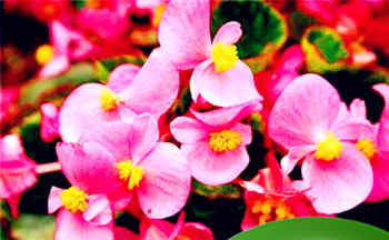 生辰八字分析什么叫七杀格 什么八字是七杀格插图