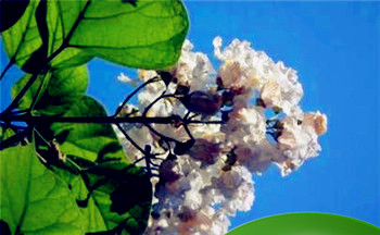 因为八字不合拆散情侣好吗?插图 因为八字不合拆散情侣好吗?插图