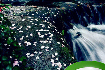 落花流水是什么生肖 落花流水精准正确动物插图 落花流水是什么生肖 落花流水精准正确动物插图