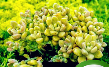 老人说闰二月不祥之兆 闰二月出生的宝宝命好吗插图