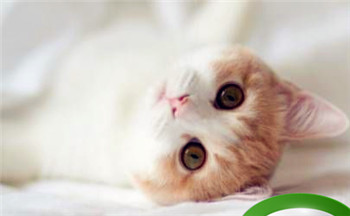 寅时出生的女人怎么样 背井离乡晚年来福插图 寅时出生的女人怎么样 背井离乡晚年来福插图