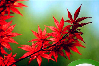 八字看什么样者能走偏财运 怎样改善偏财运插图