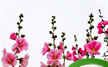 元宵节为什么要迎厕神?厕神是哪位神仙?插图