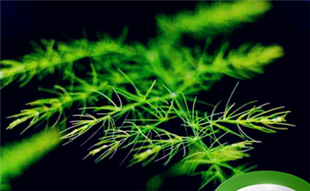 面相额头高而饱满的人生命运 润额且头颅发达插图