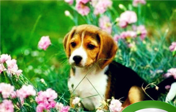 1970年属狗桃花运在2022怎么样(1970年的狗在2022年桃花运如何)插图