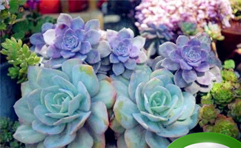 男人手相婚姻线短直好不好 婚姻线太短是不是真的婚姻不好插图