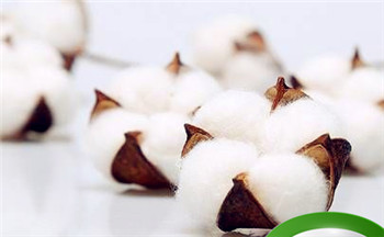 95年属猪哪一年适合结婚插图