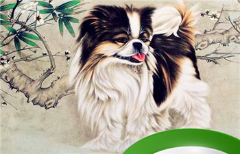 1982年狗男2024年运势完整版插图