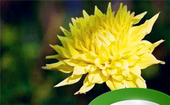 属虎的人出生年份 出生于不同的年份性格不同插图 属虎的人出生年份 出生于不同的年份性格不同插图