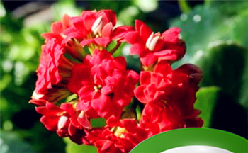 断掌的人前世 断掌手相分析插图 断掌的人前世 断掌手相分析插图