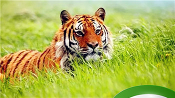 占山为王指什么生肖,占山为王打一最佳动物插图 占山为王指什么生肖,占山为王打一最佳动物插图