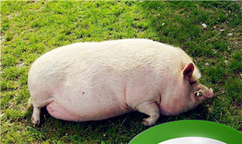 最笨的生肖是哪个生肖 最笨生肖中特打一准确生肖插图 最笨的生肖是哪个生肖 最笨生肖中特打一准确生肖插图