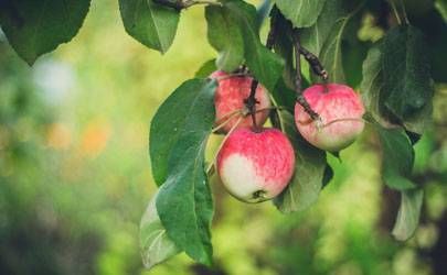 属羊哪日出生是富贵命？农历二十七日出生插图